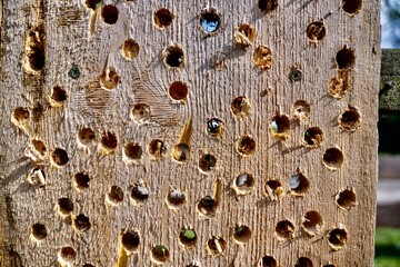 Holz mit Bohrlöchern
