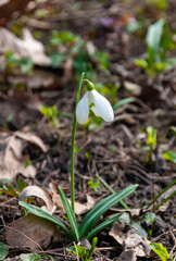 Galanthus elwesii (Elwes's, greater snowdrop) in the wild. Red Book Ukraine