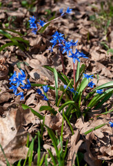 (Scilla bifolia, Asparagaceae) flowering plant with blue flowers in early spring