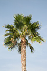 Palm Tree against Blue Sky Background