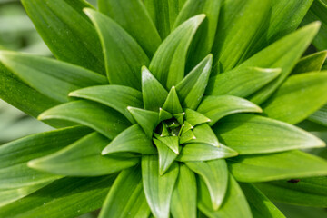 Fototapeta na wymiar macro image young green lily leaves close-up