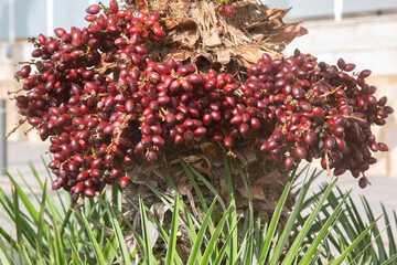 Closeup of Palm Tree Fruit Background