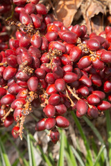 Closeup Detail of Palm Tree Fruit with Leaves Background