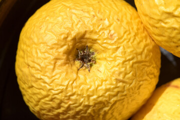 alcune mele vecchie e grinzose di un bel colore giallo intenso, mele che si stanno seccando