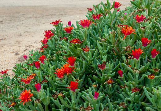 (Malephora crocea) groundcover ornamental plant with red flowers near a hotel in Marsa Alama, Egypt