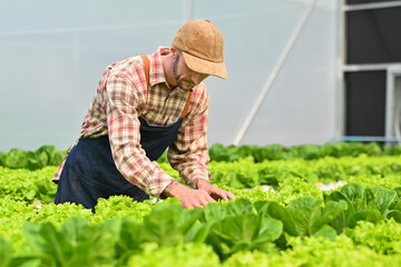 Shot of young farmer taking care of plants and harvesting fresh vegetables from the greenhouse