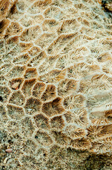 Calcareous skeleton of dead corals. Marsa Alam, Abu Dabab, Egypt