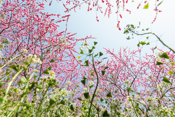 コントラストが美しいピンクの花桃と緑のナズナ