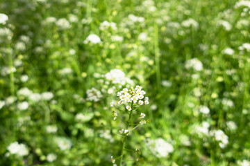 一面の緑に白色が映えるナズナの花