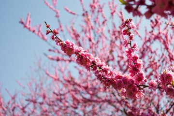 青空とのコントラストが美しいピンクの花桃