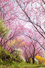 Obraz na płótnie Canvas 花桃とレンギョウが彩る春の小道