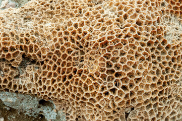 Calcareous skeleton of dead corals. Marsa Alam, Abu Dabab, Egypt