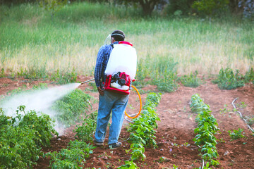 elderly farmer man spraying vegetable garden or plantation manual pesticide sprayer against insects...