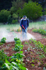 elderly farmer man spraying vegetable garden or plantation manual pesticide sprayer against insects in spring garden. focus on the field, farmer blurred