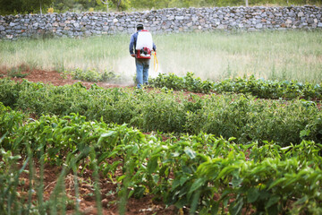 elderly farmer man spraying vegetable garden or plantation manual pesticide sprayer against insects in spring garden. focus on the field, farmer blurred