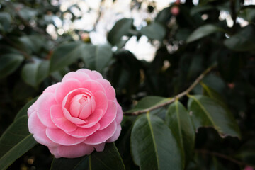 ピンク色が美しい乙女椿の花