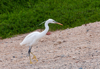 A white heron bird hunts on a sandy shore, Red Sea, Marsa Alam, Egypt