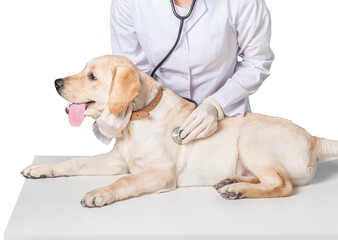 Fototapeta na wymiar Young female veterinary taking care of a beautiful labrador dog