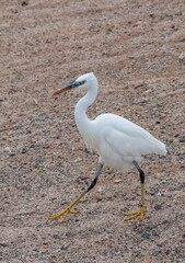 A white heron bird hunts on a sandy shore, Red Sea, Marsa Alam, Egypt