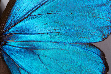 splendido dettaglio di ali di farfalla colorate, le minuscole squame delle ali di farfalla, ali...