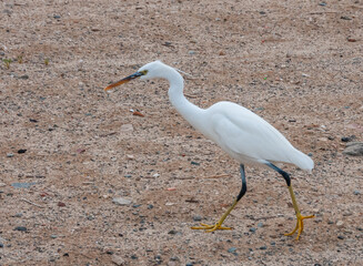 A white heron bird hunts on a sandy shore, Red Sea, Marsa Alam, Egypt