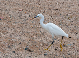 A white heron bird hunts on a sandy shore, Red Sea, Marsa Alam, Egypt