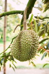 Big durian on the branch in the garden blurred background, agriculture in Thailand, product for export, king of fruit, advertising concept