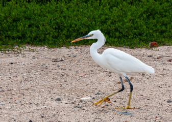 A white heron bird hunts on a sandy shore, Red Sea, Marsa Alam, Egypt