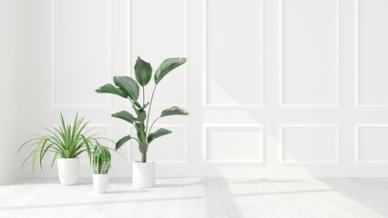 Indoor tropical house plants near white wall with sunlight from window. Mockup for home interior decoration background