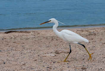 A white heron bird hunts on a sandy shore, Red Sea, Marsa Alam, Egypt