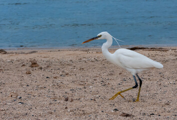 A white heron bird hunts on a sandy shore, Red Sea, Marsa Alam, Egypt