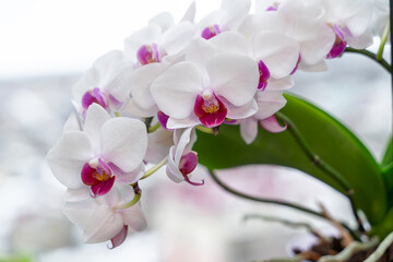Phalaenopsis orchid close-up. White with pink center orchid flower. Moth orchid