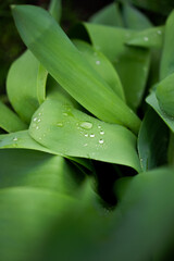 Large beautiful drops of transparent rain water on a green leaf macro. Drops of dew in the morning glows in the sun. Beautiful texture of leaves in nature. natural background