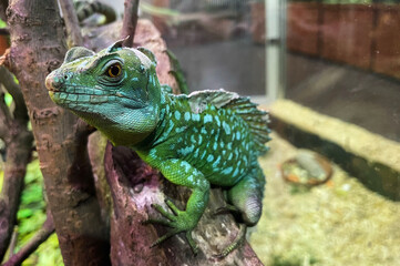 Green Iguana male beautiful multicolor animal, colorful reptile stock photo