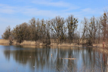 Blick auf die Naturlandschaft am Einlauf des Rheins in den Bodensee