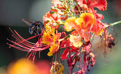 Mamangava bee, beautiful bee pollinating beautiful flowers in the autumn of Brazil, selective focus.