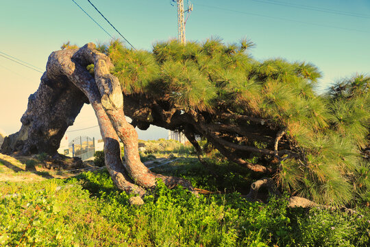 The arcuate pine or pino esrengado (Arico, Tenerife) It is about 300 years old and the wind has molded its curious appearance