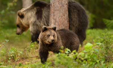 Naklejka na ściany i meble Eurasian Brown bear cub with a bear mama in the forest