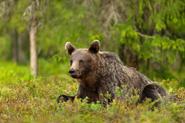 Fototapeta premium Eurasian Brown bear lying on grass in forest