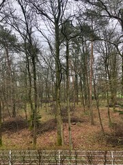 Fototapeta premium trees in the forest in lengerich germany