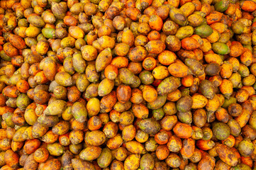 Ripe betel nut or areca nut. Closeup of ripe Betel nut fresh betel palm for background. Organic new...