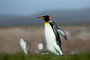 Fototapeta na wymiar King penguin walking on a coastal area of the Falkland Islands