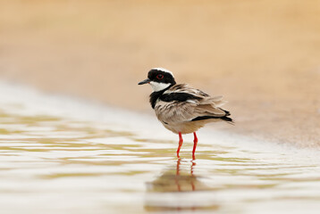 Pied plover also known as the pied lapwing standing in water