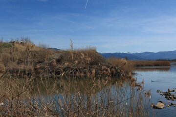 Blick auf die Naturlandschaft am Einlauf des Rheins in den Bodensee