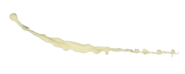 Tofu Soybean soymilk pour fall down in line shape form. Soybean milk from tofu spill splash in droplet as paint color. White background isolated high speed shutter freeze motion