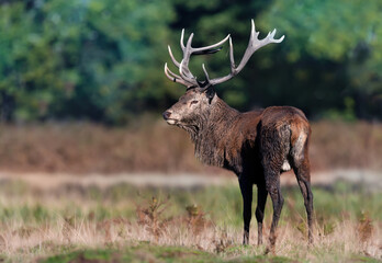 Close up of a red deer stag in autumn