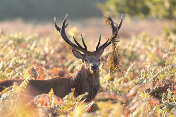 Naklejka na ściany i meble Red deer stag with bracken on antlers during rutting season in autumn