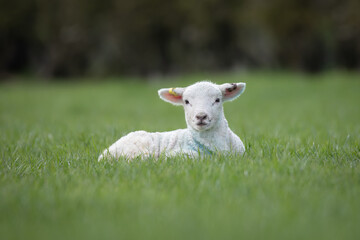 Naklejka na ściany i meble lamb in the meadow
