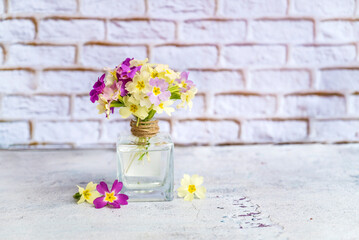 Primroses flowers  in a small glass  vases. Spring flowers background on white bricks  background 