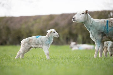 Obraz na płótnie Canvas lamb and sheep